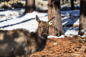 Wall Mural - Close up of the head of an elk in a winter landscape