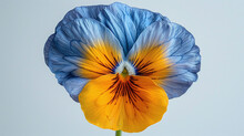 Yellow Flower On Blue Background, Blue And Orange Pansy Flower With A Gray Background. Close-up Studio Portrait For Botanical Illustration And Print.