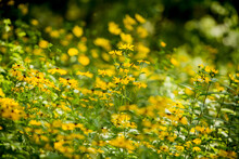 Field Of Soft Yellow Black-eyed Susan Flowers