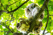 Three young owls sitting on a branch