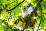 Fototapeta Miasto - Three young owls sitting on a branch
