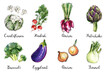 Watercolor food sketch vegetables herbs ink color. Cauliflower, radish, onion, artichoke, broccoli, eggplant, fennel