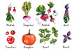 Watercolor food sketch vegetables herbs ink color. Radish, turnip, beet, tomato, pumpkin, basil