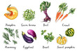 Watercolor food sketch vegetables herbs ink color. Beets, carrots, green beans, rosemary, eggplant, pumpkin, basil