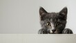 A shy gray Shorthair kitten peering timidly from behind a white table