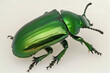 Green june beetle bug insect grub coleopteran fly entomology animal