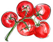 Tomatoes painted with watercolors on a white background. Colored watercolor 