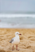 Single Seagull Bird Standing On Sandy Beach On Overcast Day