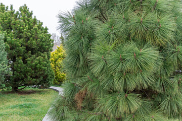 long needles of pine jeffreyi joppi and branches of evergreen plants. green coniferous tree in sprin