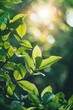 Sun-Kissed Greenery: Vibrant Leaves and Gentle Bokeh Generative AI