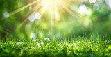 Fototapeta Natura - Sunny Serenity: Dew-Kissed Green Bliss in the Light of Spring - Generative AI