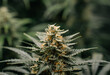 Top of the flowering cannabis plant with the blurred background