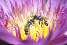 Bee Inside Pink Lotus For Drinking Sugar Waters, Thailand