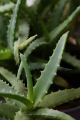 Poster - Aloe plant