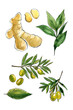 Food, spices, ginger, bay leaves, olives. Ink sketch of food by line on white background.