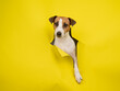 Cute Jack Russell Terrier dog tearing up yellow cardboard background. 