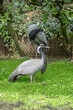 Paris, France - 04 06 2024: The menagerie, the zoo of the plant garden. View of a couple of Demoiselle cranes in the large aviary.
