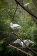 Paris, France - 04 06 2024: The menagerie, the zoo of the plant garden. View of two white Egrets and one white carpophagus in the large aviary.