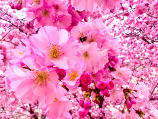 Wall Mural - Iconic pink sakura flowers during spring blossom, Lugano, Switzerland