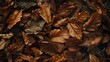 close up dry leaf