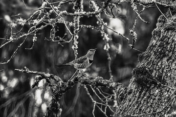 Poster - a small bird perched on a branch of a tree with lichen and moss