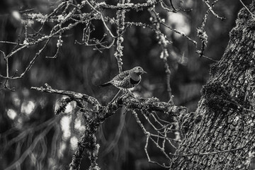 Wall Mural - a bird that is standing on top of a tree branch