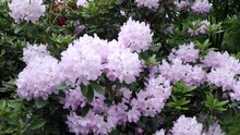 Blooming Pink Rhododendron Bush. Bees Collect Nectar From Flowers, Natural Sound
