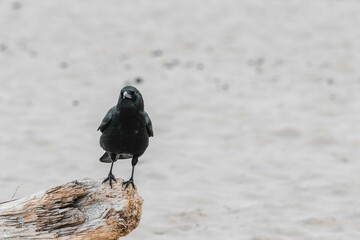 Wall Mural - Daw bird perched on wooden plank