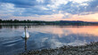 Schwan in der Abendstunde im Starnberger See