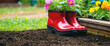 Red boots in the garden next to the flower beds, there are flowers inside the boots
