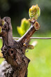 Drop of sap falling from vine branch with young shoots in spring. Sardinia, Italy. Traditional organic agriculture. 