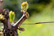 Drop of sap falling from vine branch with young shoots in spring. Sardinia, Italy. Traditional organic agriculture. 