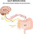 Gut-brain axis. Blood circulation, Vagus nerve from brain to intestine