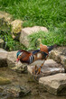 Paris, France - 04 06 2024: The menagerie, the zoo of the plant garden. View of a couple of mandarin ducks in the large aviary.