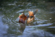 Paris, France - 04 06 2024: The menagerie, the zoo of the plant garden. View of a couple of mandarin ducks in the large aviary.