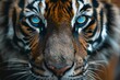 A close up of a tiger's face with blue eyes