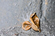 Peziza vesiculosa is a member of the family Pezizaceae, genus Peziza. Mushroom on dirty moist brick wall