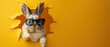 A fun image showing a cool rabbit with sunglasses bursting through yellow paper, capturing a playful concept