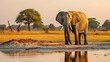 A peaceful image of a lone elephant standing by the water's edge during the golden hour of sunset