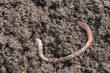 Worm in the soil, closeup of earthworms on top view in a garden background. An earth worm moving through dirt for food