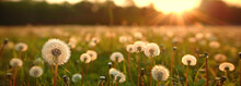 Dandelion Dreams: A Sun-kissed Meadow. A Vibrant Field Bursting With Yellow Dandelions, Illuminated By The Warm Glow Of The Setting Sun In The Background