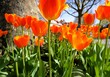 Blumenbeet mit orangenen Tulpen vor Baumstamm, blauem Himmel und Baum auf Gehweg in Stadt bei Sonne am Morgen im Frühling