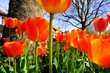 Blumenbeet mit orangenen Tulpen vor Baumstamm, blauem Himmel und Baum in Kleinstadt bei Sonne am Morgen im Frühling