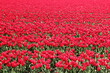 a big group beautiful red tulips closeup in a bulb field in the dutch countryside at a sunny day in springtime