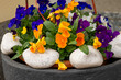 flowering horned violets in a flower pot