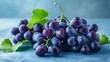 Purple grapes with fresh leaves depict a ripe and healthy bunch of juicy organic fruit