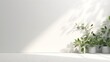 Luxury white wall with indoor plant and shadow from window for product display and presentation background.