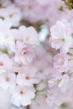 Fototapeta Kwiaty - Białe i różowe kwiaty wiśni (Japanese cherry Amanogawa), tło kwiatowe