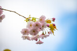 Fototapeta Uliczki - Spring blossom of sakura wild cherry tree in orchard, floral  nature landscape