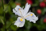Fototapeta Uliczki - Blue white flowers of blossoming iris japonica wild plant in garden